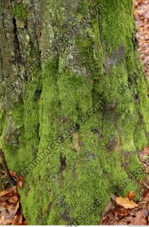 tree bark mossy 0019